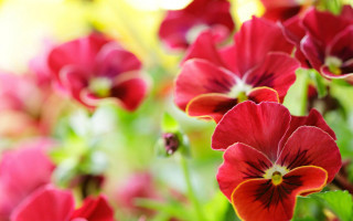 Red flower vase blurry bokeh - a vase free wallpaper