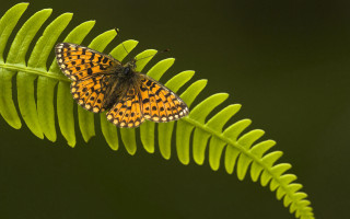 Butterfly leaf sun green background - naturalism free wallpaper