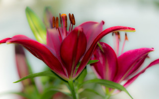 Red flower green leaves macro 2 - a red flower free wallpaper