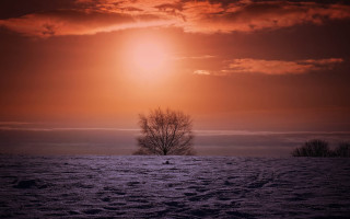 Lone tree snowy field red - winter free wallpaper