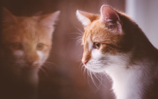 Cat reflection mirror animals photorealistic - own free wallpaper