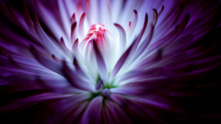 Purple white red green white - white petal free wallpaper