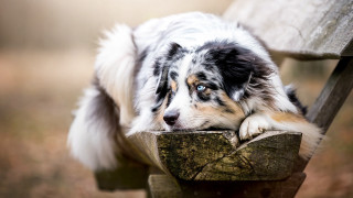 Dog resting wooden bench woods - his head on free wallpaper