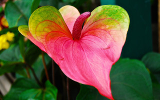 Pink yellow flower leaves vivid - a green leafy background free wallpaper