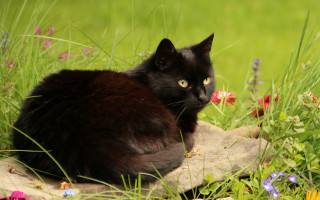 Black cat rock field flowers - a black cat free wallpaper