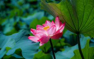 Pink lotus pond green leaves - chang daichien free wallpaper