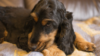 Black brown dog bed blanket - dog free wallpaper