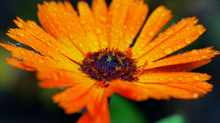 Flower water droplets macro autumn 2 - petal free wallpaper for desktop