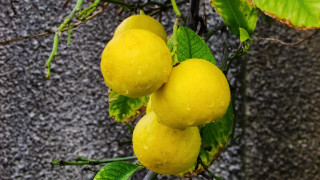 Lemons hanging tree leaves stone - still free wallpaper for desktop