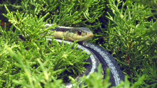 Snake bushes cobra illustration dappled - female free wallpaper