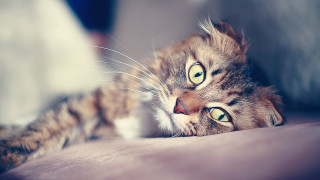 Cat open eyes blurry background - a person in the background free wallpaper