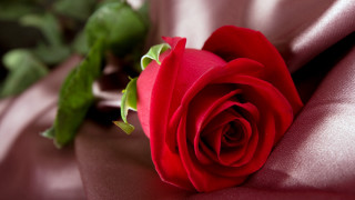Red rose pink satin green - anne dunn free wallpaper