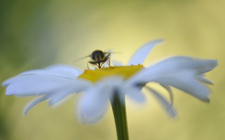 Bee whiteflower greenleaf yellowcenter macro - a bee free wallpaper