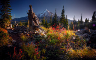 Mountain tree stump flower field - derold page free wallpaper