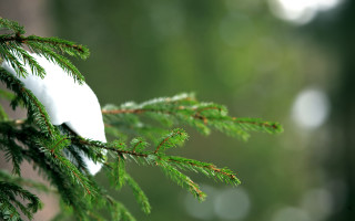 White bird green branch blurry - a white bird free wallpaper for desktop