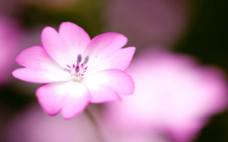 Pink flower blurry background macro - a white center free wallpaper