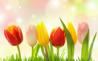 Tulips grass light bokeh flower - digital free wallpaper for desktop