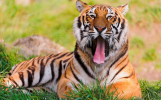 Tiger laying in grass with - its tongue free wallpaper