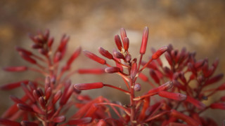 Red plant closeup bokeh macro - small leaf free wallpaper
