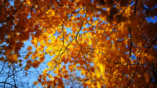 Tree yellow leaves blue sky - yellow leaf free wallpaper