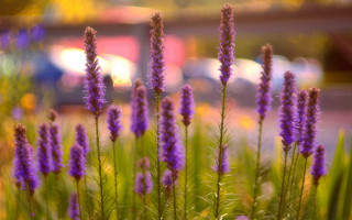 Purple flowers field city shallow - impressionism free wallpaper