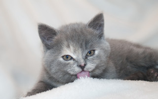 Gray kitten white blanket blue - grey background free wallpaper