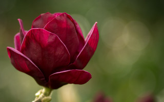 Red flower blurry green background - a red flower free wallpaper