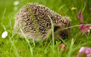 Hedgehog grass flowers blurry nature - a hedgehog free wallpaper