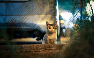 Cat car night tiltshift fence - a car free wallpaper