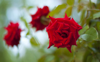 Red rose macro blurry background - a red rose free wallpaper