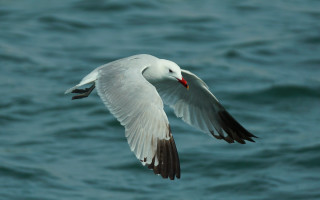 White bird over ocean wings - superflat free wallpaper