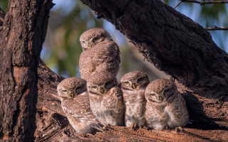 Owls forest branch blurry depth - elizabeth durack free wallpaper