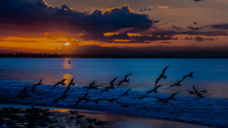 Birds water sunset person beach - adobe lightroom free wallpaper