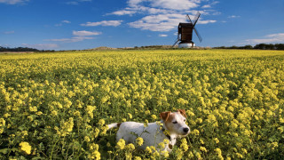 Dog field flower mill sky - a windmill in the background free wallpaper