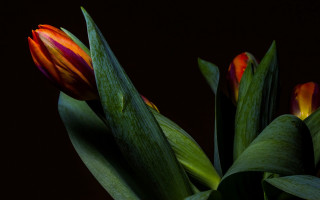 Flower center red yellow shallow - arie smit free wallpaper for desktop