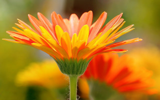 Flower sunset vibrant macro burn - a blurry background free wallpaper for desktop