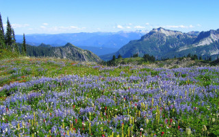 Wildflowers mountains blue sky nature - a view of the mountains free wallpaper