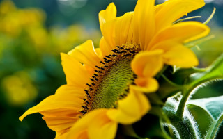 Sunflower bee green stem yellow - a bee free wallpaper