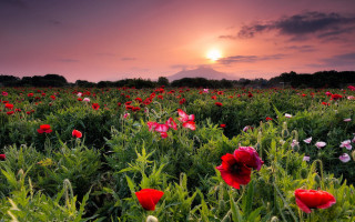 Flower field sunset clouds purple - a field of flowers free wallpaper