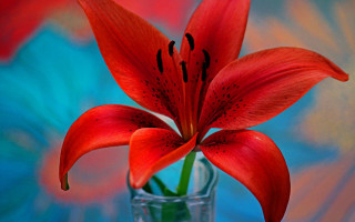 Red flower vase vivid color - vivid color free wallpaper