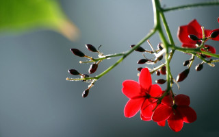 Red flower green stem blue - a red flower free wallpaper