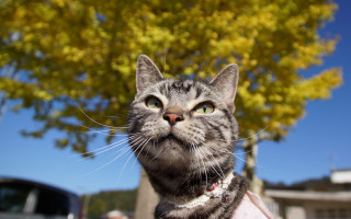 Cat collar looking up autumn - a collar free wallpaper