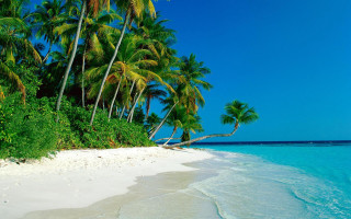 Beach palm trees blue ocean 7 - a matte painting free wallpaper