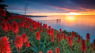 Sunset water pier red flowers - beautiful landscape free wallpaper for desktop