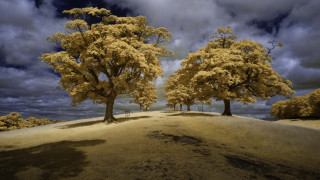 Dirt road trees cloudy sky 2 - a dirt path free wallpaper