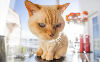 Sad cat table fisheye photorealism - top of a table free wallpaper