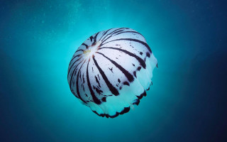 Sea urchin blue sky microscopic - jellyfish free wallpaper