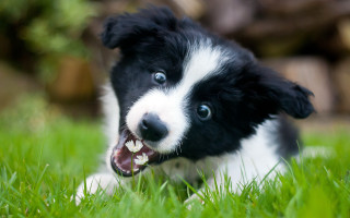 Black white puppy blue eyes - puppy free wallpaper