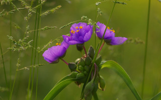 Purple flowers green grass yellow - yellow center free wallpaper