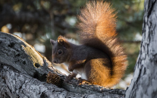 Squirrel on branch eating pine - a squirrel free wallpaper
